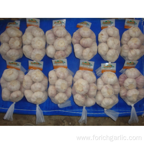 Regular White Garlic Of Size 5.5 Packing 500g